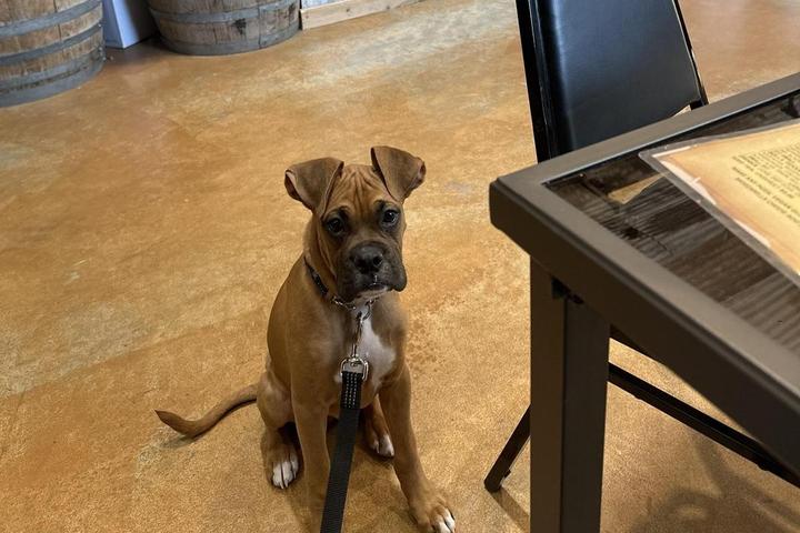 Pet Friendly Silver Dollar Winery Hill Country