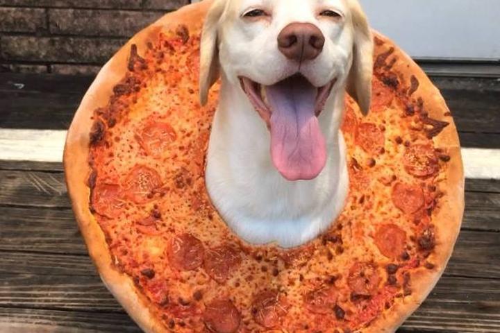 Pet Friendly Jo-Jo's Pizza & Subs