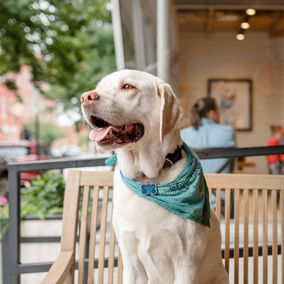 Dog Friendly Restaurants in Lynchburg, VA BringFido