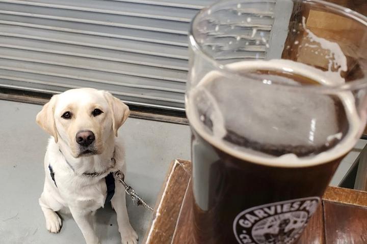 Pet Friendly Garvies Point Brewery