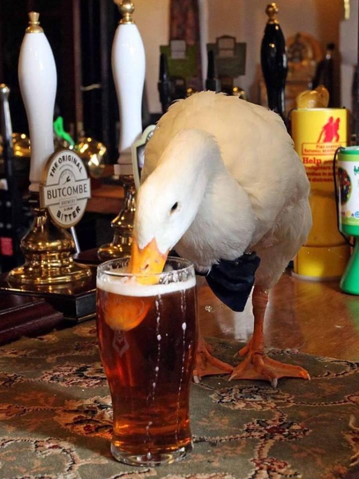 Pet Friendly Duck Tavern