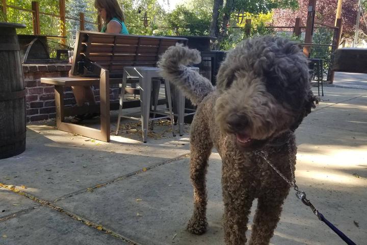 Pet Friendly Climate City Brewing Company