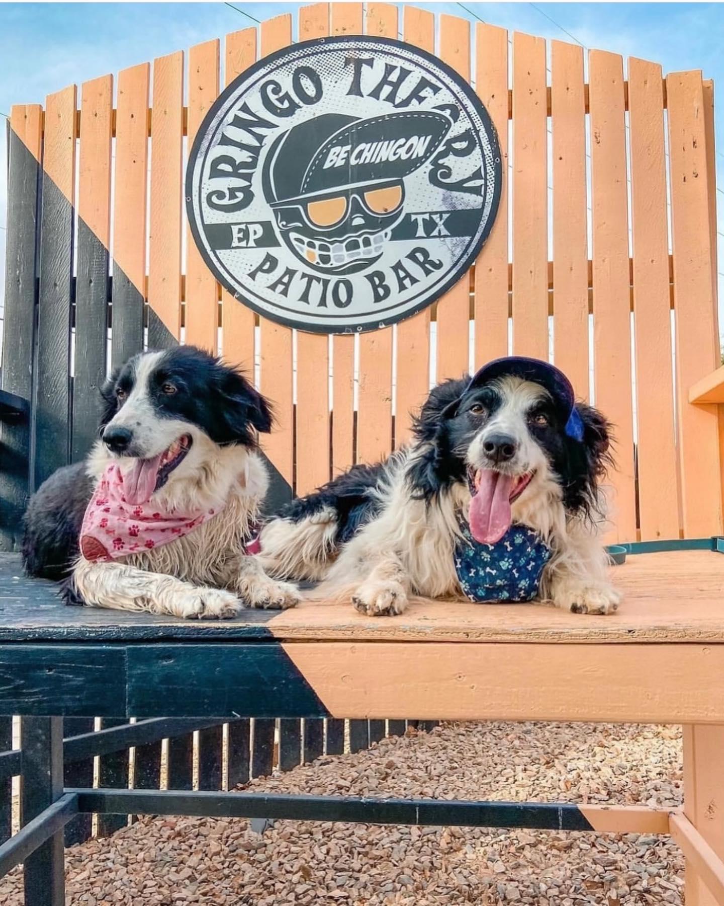 Pet Friendly Gringo Theory Patio Bar & Bark Park