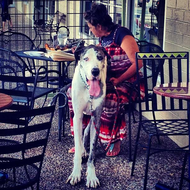 Dog Friendly Restaurants In Fayetteville Ar Bringfido