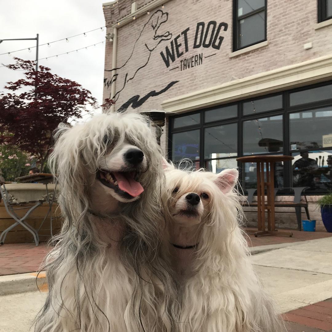 Wet Dog Tavern Pet Policy
