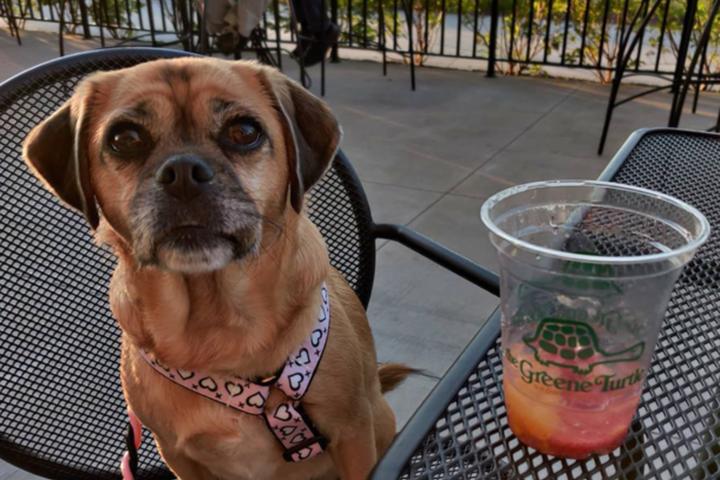 Pet Friendly The Greene Turtle Sports Bar & Grille