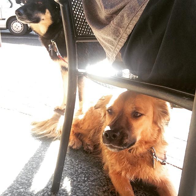 Dog Friendly Restaurants in Chico, CA BringFido