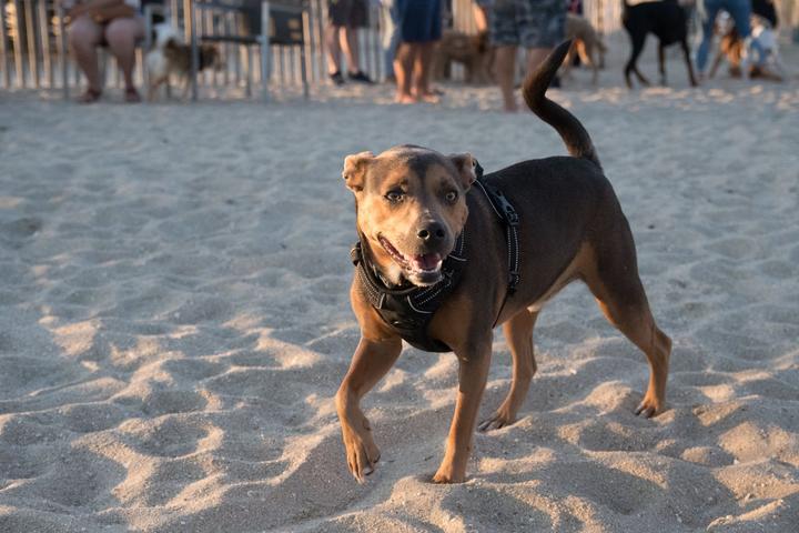 Pet Friendly Canines & Cocktails at The Inlet Bar and Grill