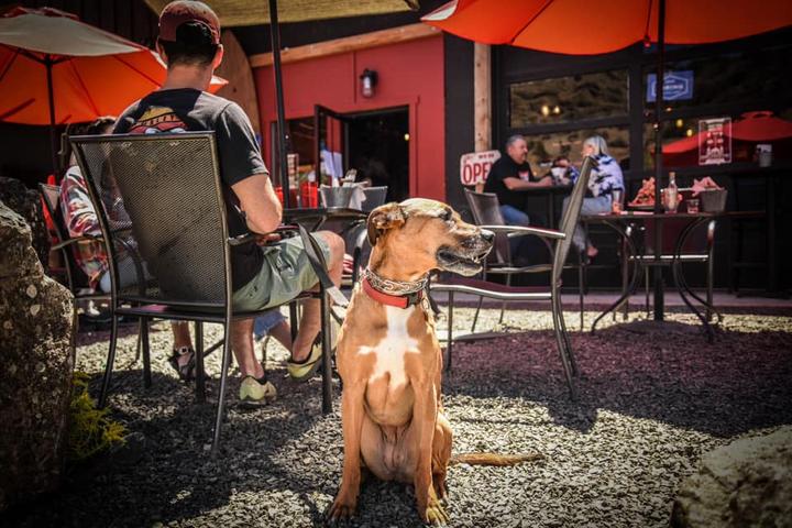 Pet Friendly Tiger Town Brewing Co.