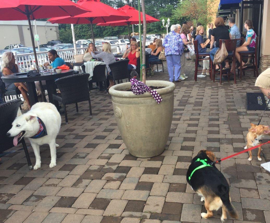 Dog Friendly Restaurants in Wallington NJ BringFido