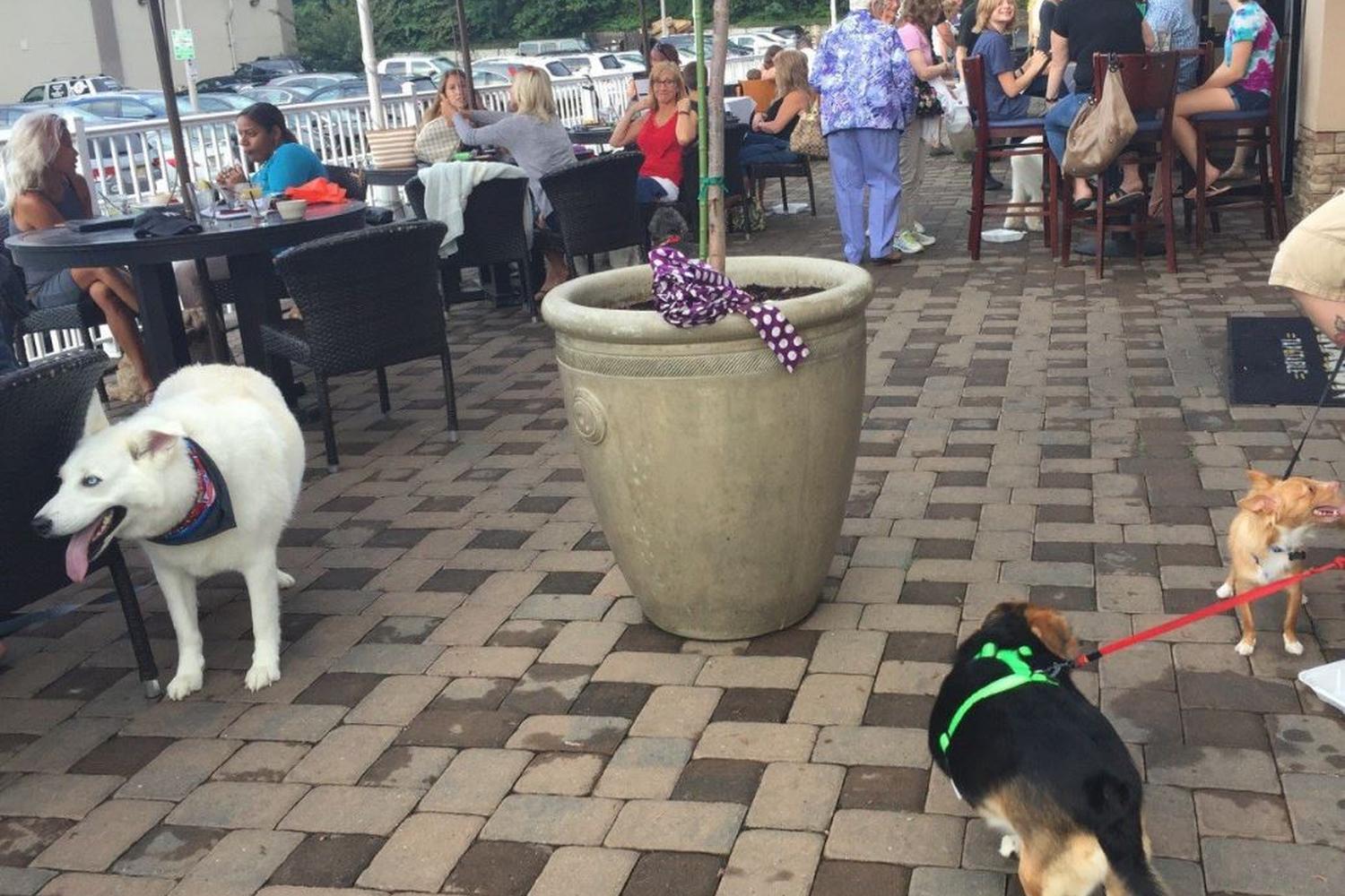 Paragon Tap Table Is Pet Friendly Paragon Tap Table Is Pet Friendly