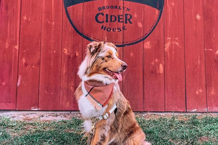 Pet Friendly Angry Orchard Cider House