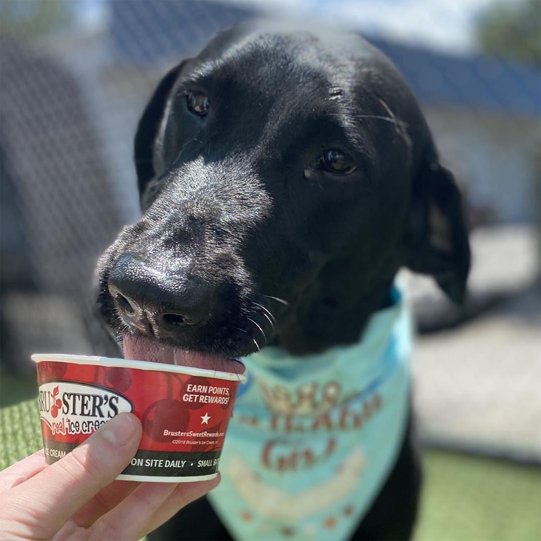 Pet Friendly Bruster's Real Ice Cream Cypress