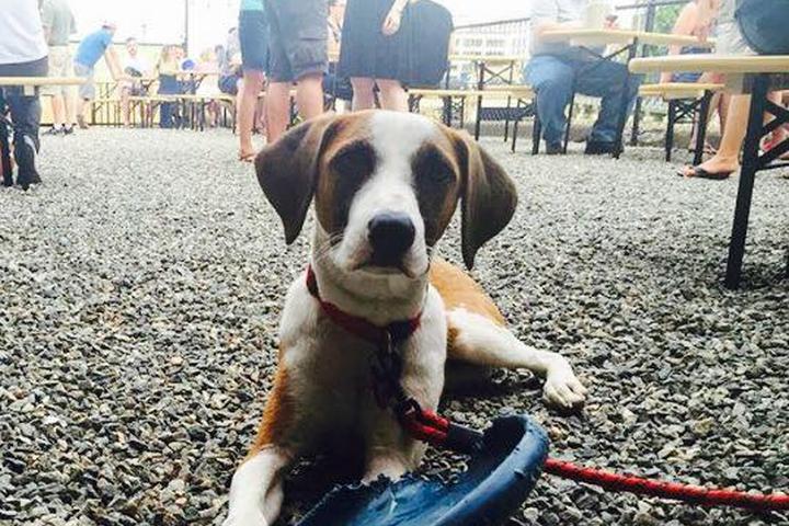 Pet Friendly Notch Brewery & Tap Room