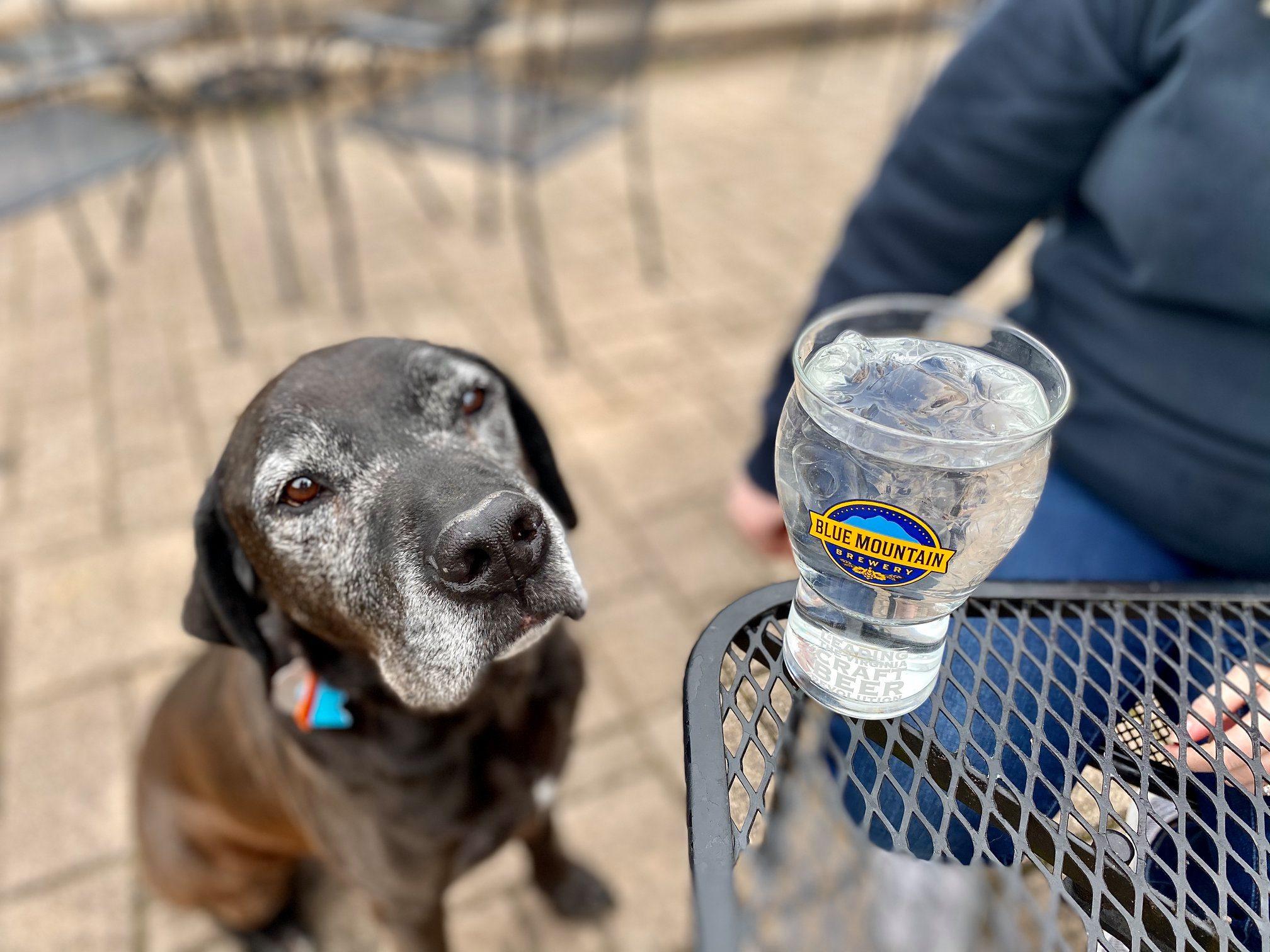 Pet Friendly Blue Mountain Brewery