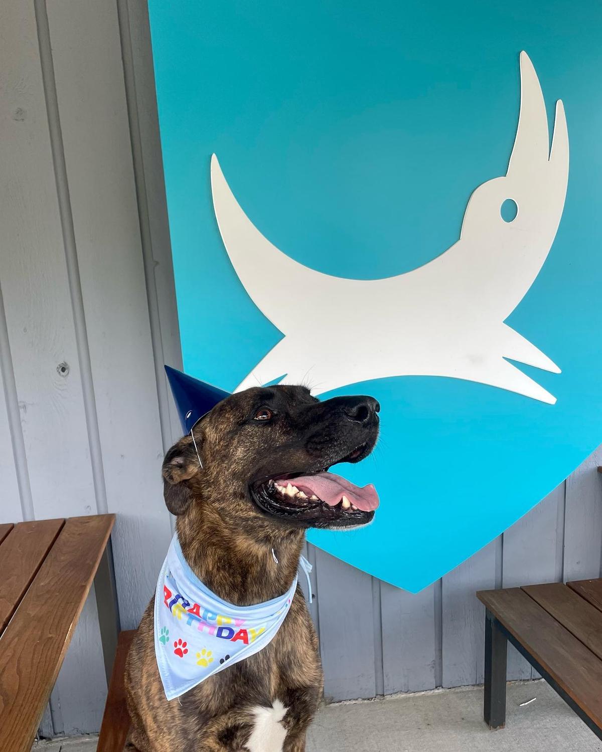 BrewDog New Albany Is Pet Friendly