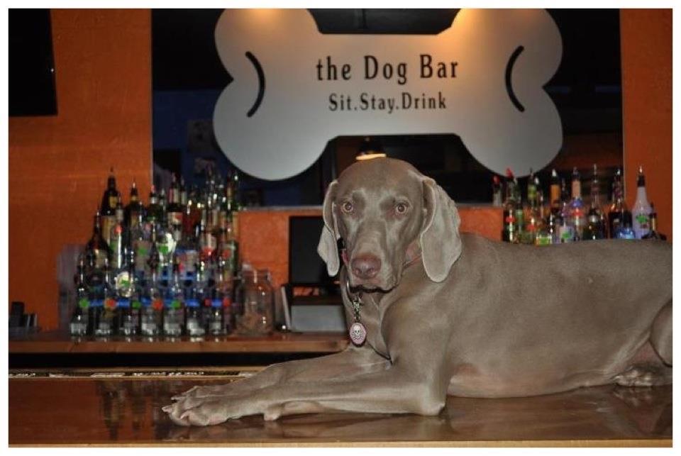 dog friendly pubs near my location
