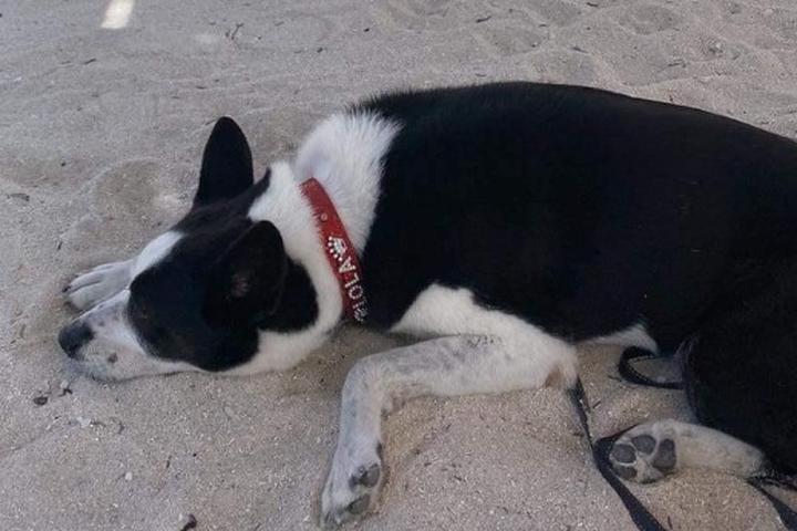Pet Friendly Costa Maya Beach Break at Nohochkay