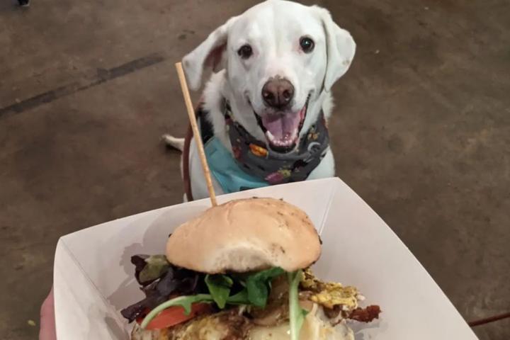 Pet Friendly The Outpost at Ohm Brewing Company