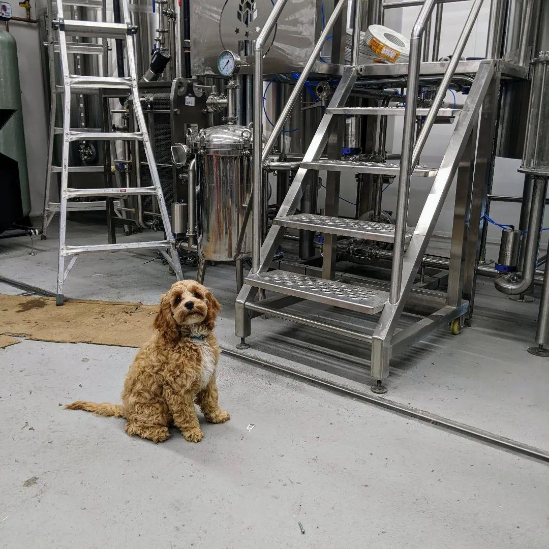 Pet Friendly Point Brewing Company