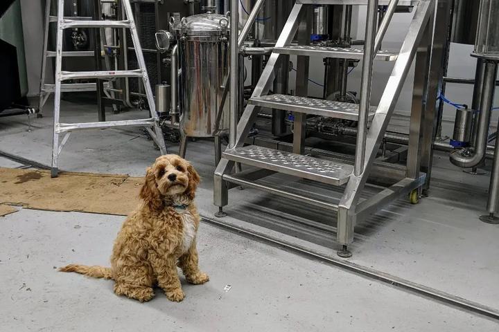 Pet Friendly Point Brewing Company