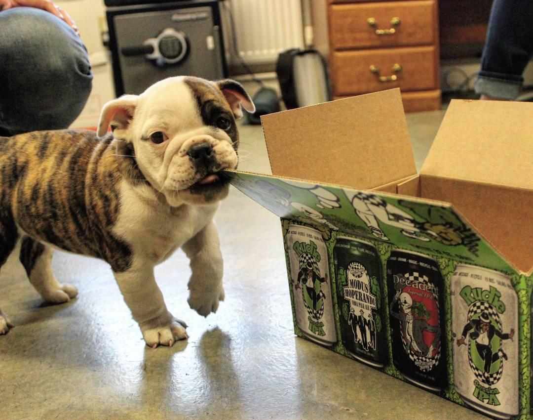Ska Brewing Company Is Pet Friendly