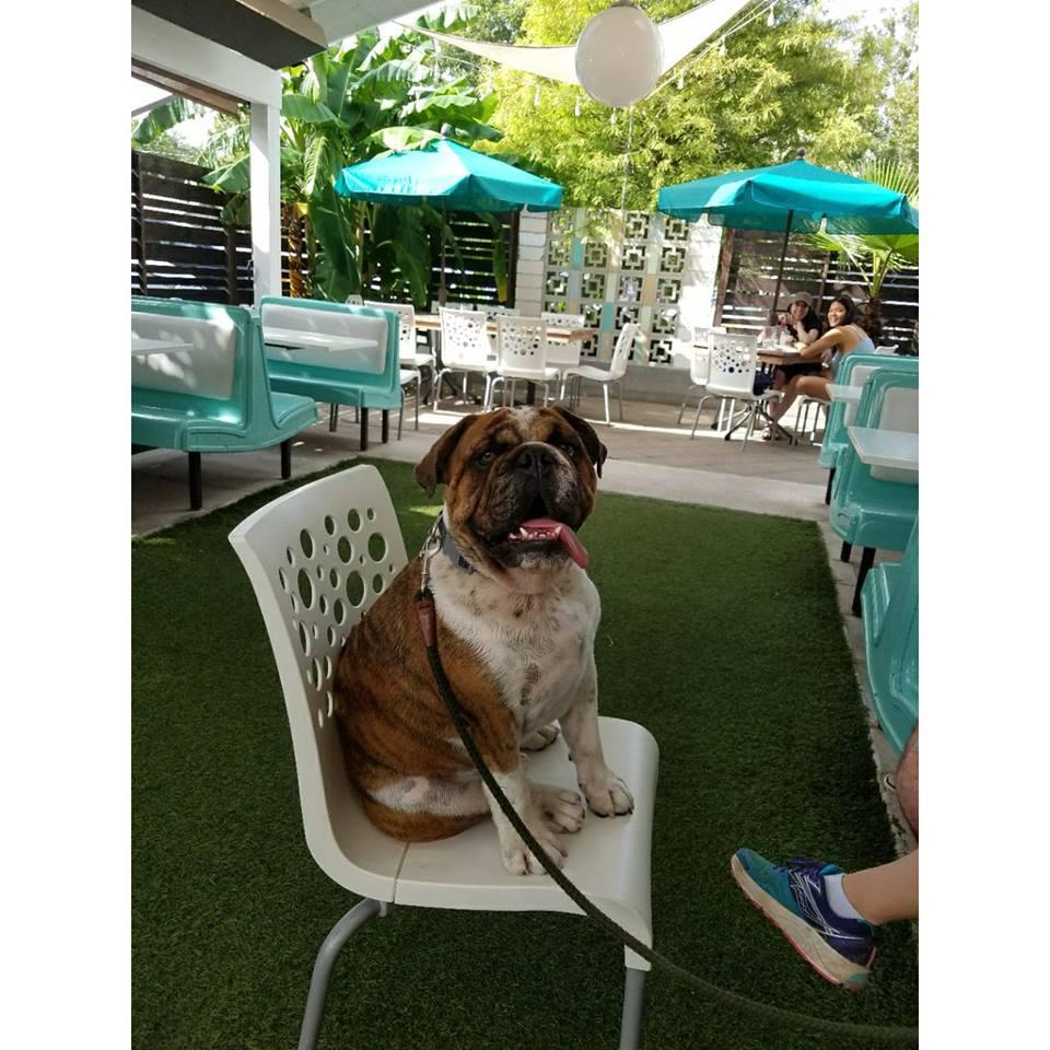 Pet Friendly Sawyer and Co