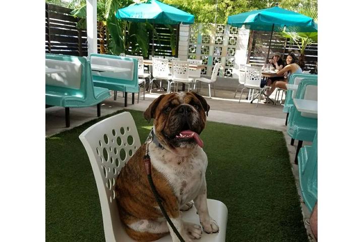 Pet Friendly Sawyer and Co