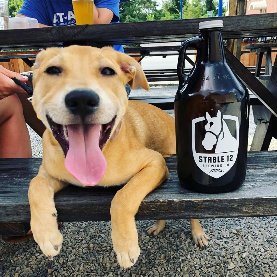 Pet Friendly Stable 12 Brewing Company