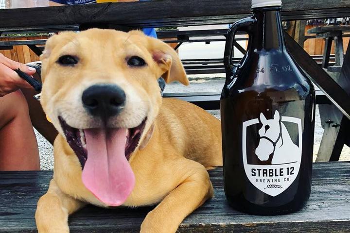 Pet Friendly Stable 12 Brewing Company