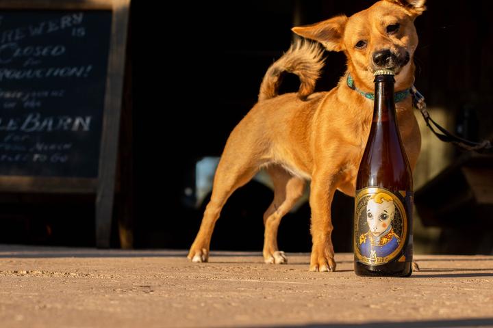 Pet Friendly Jester King Brewery