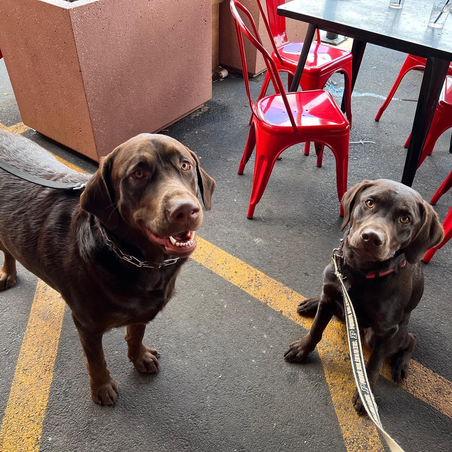 Pet Friendly Two Hound Red Brewing Co