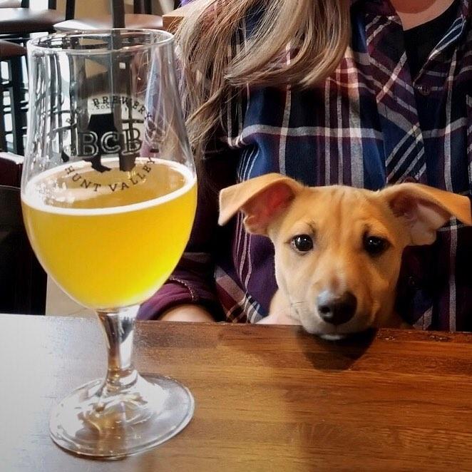 Pet Friendly B.C. Brewery