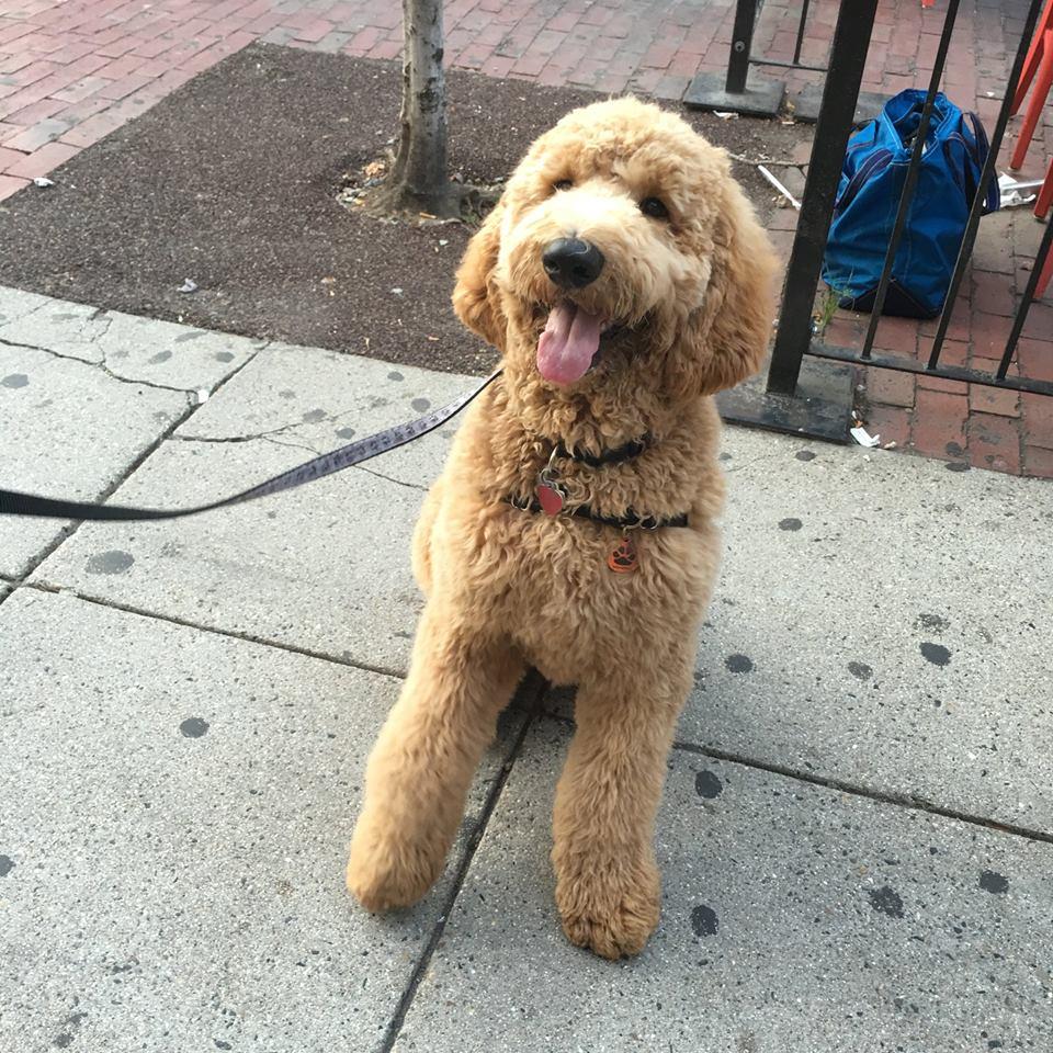 Dog Friendly Restaurants in Cambridge, MA - BringFido