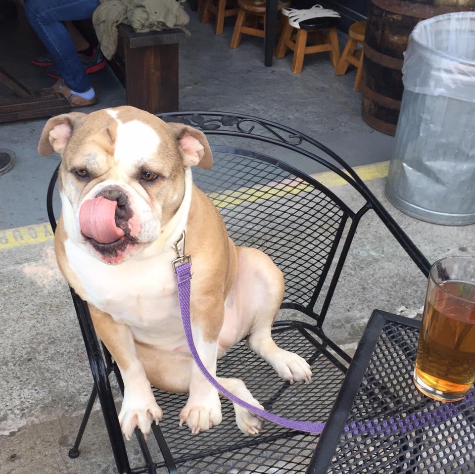 se permiten perros en la tienda de deportes neuse