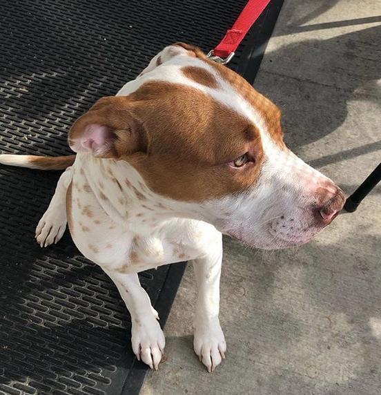 The Mount Airy Inn Pet Policy