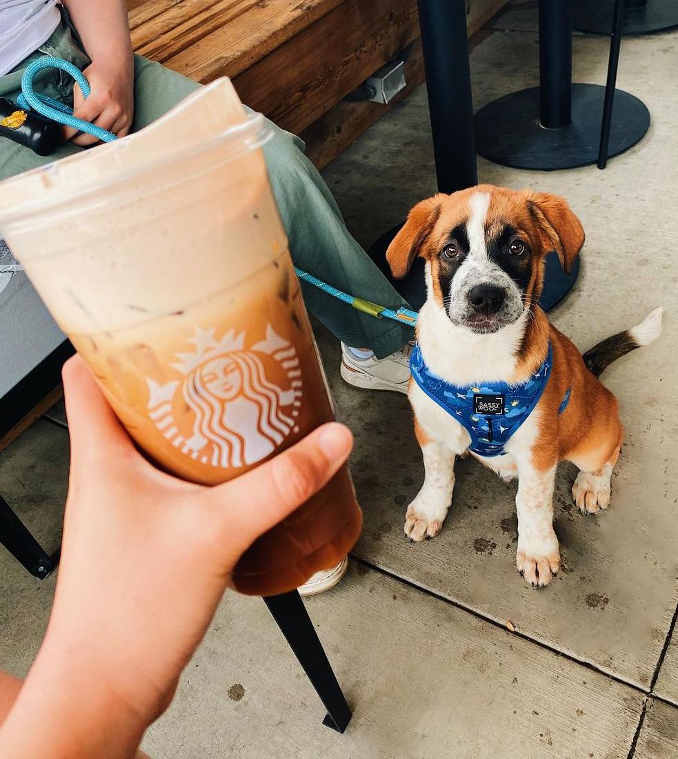 Dog Friendly Coffee Shops in Biloxi MS BringFido