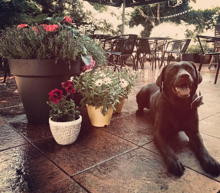 Café Villa Is Pet Friendly