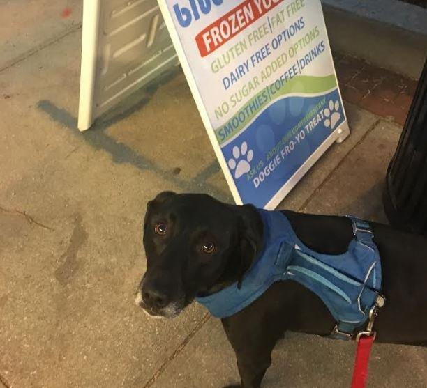 Are Dogs Allowed In Ikea Us