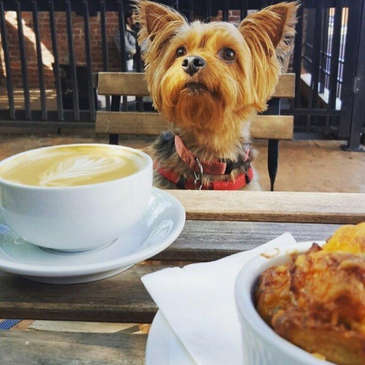 Whisk Is Pet Friendly