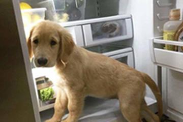 Bellyrubz Doggy Playclub Spa Home Facebook