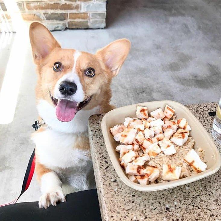 Dog friendly pubs 2025 that serve food