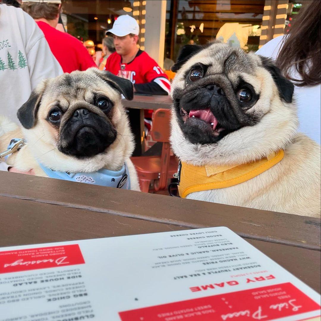 Moo & Brew Matthews Pet Policy