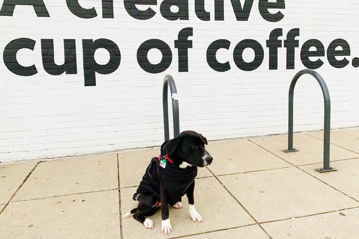 Pet Friendly Order & Chaos Coffee