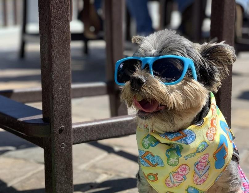 Dog Friendly Waterfront Restaurants - 25068 131209206