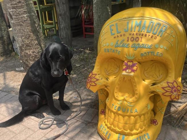 Pet Friendly Tortuga Jacks