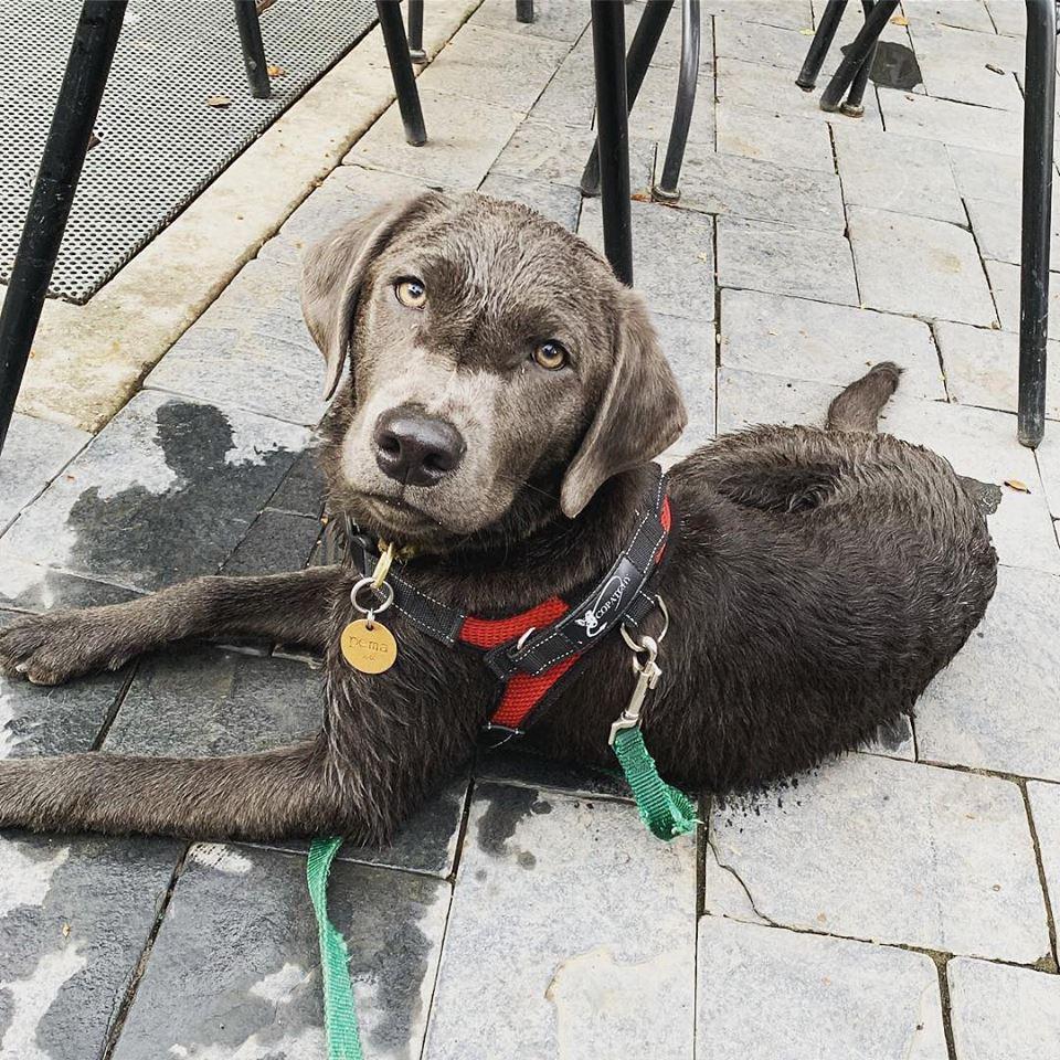 Pet Friendly Waterdog Tavern