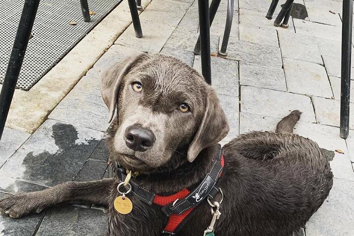 Pet Friendly Waterdog Tavern