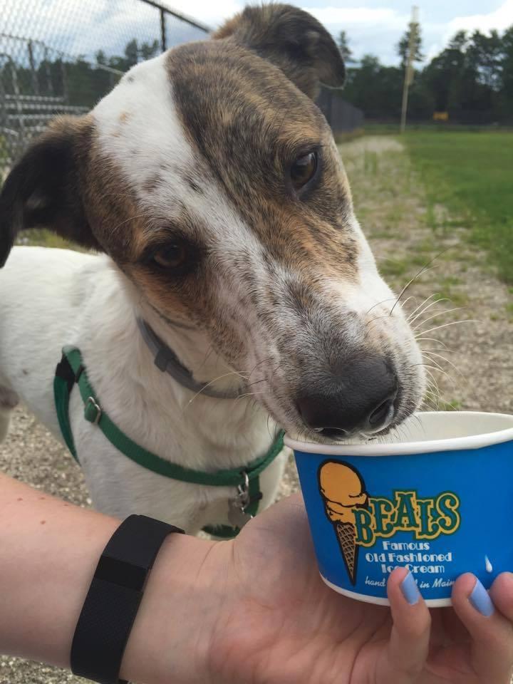 Pet Friendly Beal's Famous Old Fashioned Ice Cream