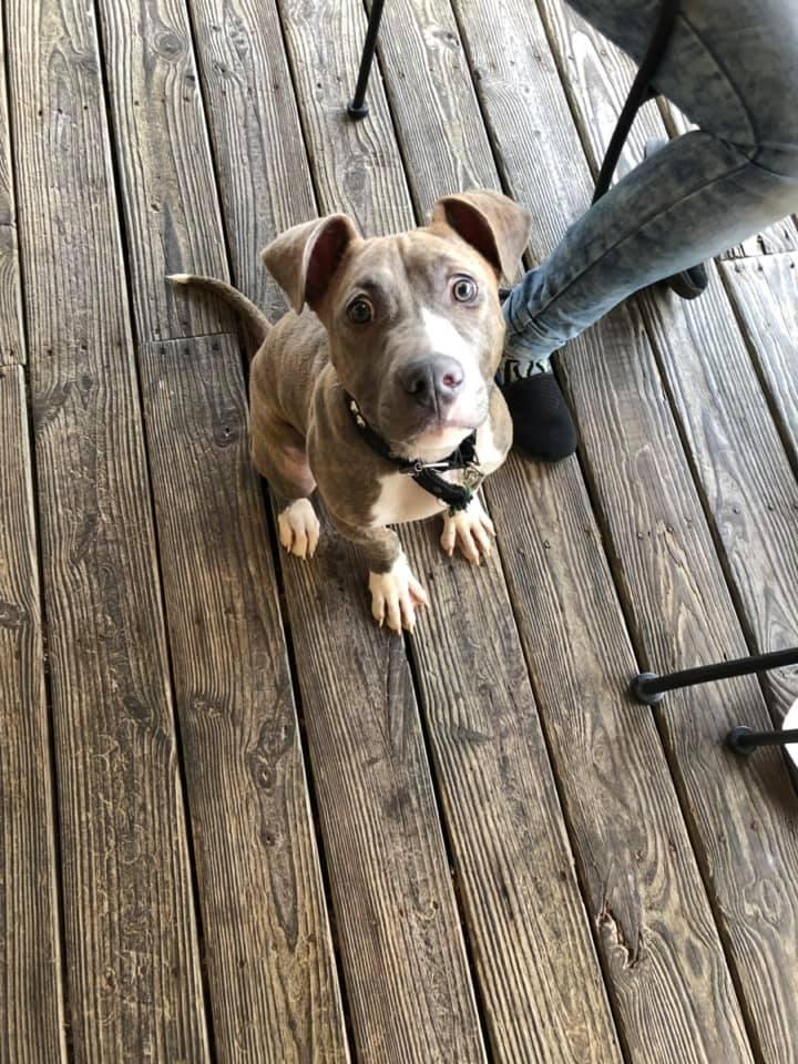 Dog Friendly Fast Food Restaurants in Fayetteville, GA BringFido